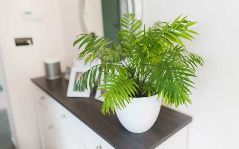 3 loại cây tuổi 40 rất cần - Ảnh 2