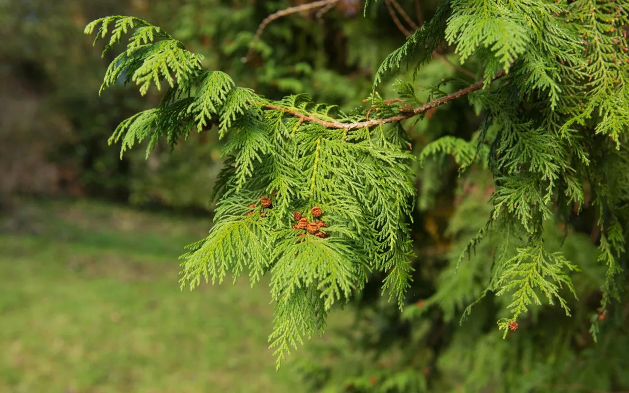 10 loại cây vô tình "gọi" rắn tới nhà - Ảnh 4