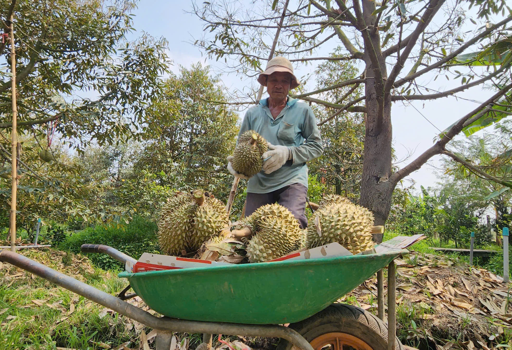 Sầu riêng lại rớt giá - Ảnh 1