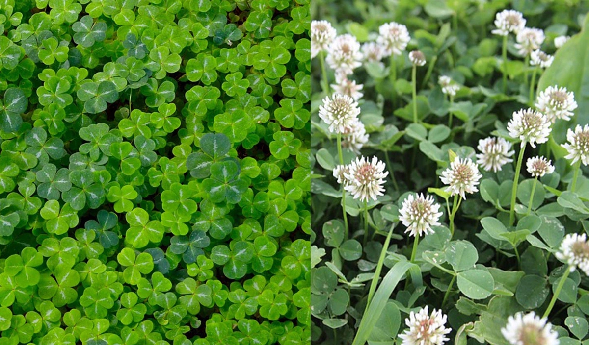 10 loại cây vô tình "gọi" rắn tới nhà - Ảnh 3