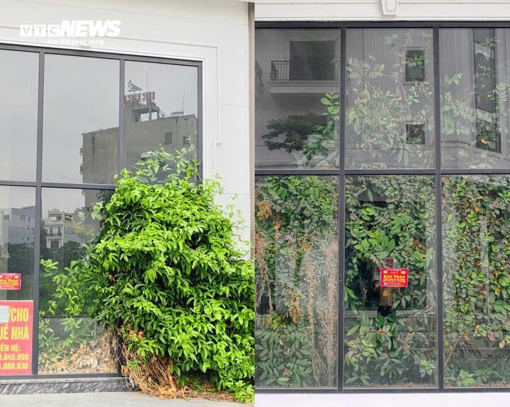 Phố đi bộ nghìn tỷ ở Bắc Ninh đìu hiu, biệt thự bỏ hoang cho cỏ mọc - Ảnh 5