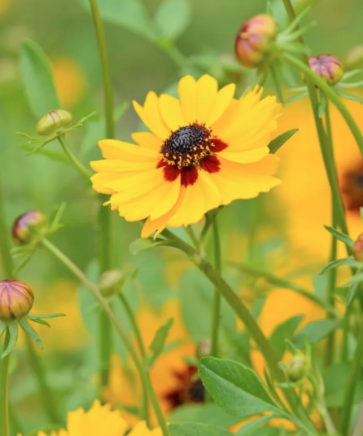 5 loại cây trồng trong chậu cực kỳ dễ sống - quên tưới cũng chẳng sao - Ảnh 1