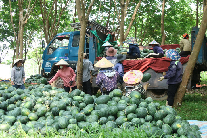 Giá dưới 3.000 đồng/kg, nông dân vựa dưa hấu lớn nhất Quảng Trị lỗ triền miên - Ảnh 2