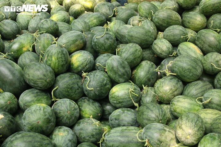 Giá dưới 3.000 đồng/kg, nông dân vựa dưa hấu lớn nhất Quảng Trị lỗ triền miên - Ảnh 4