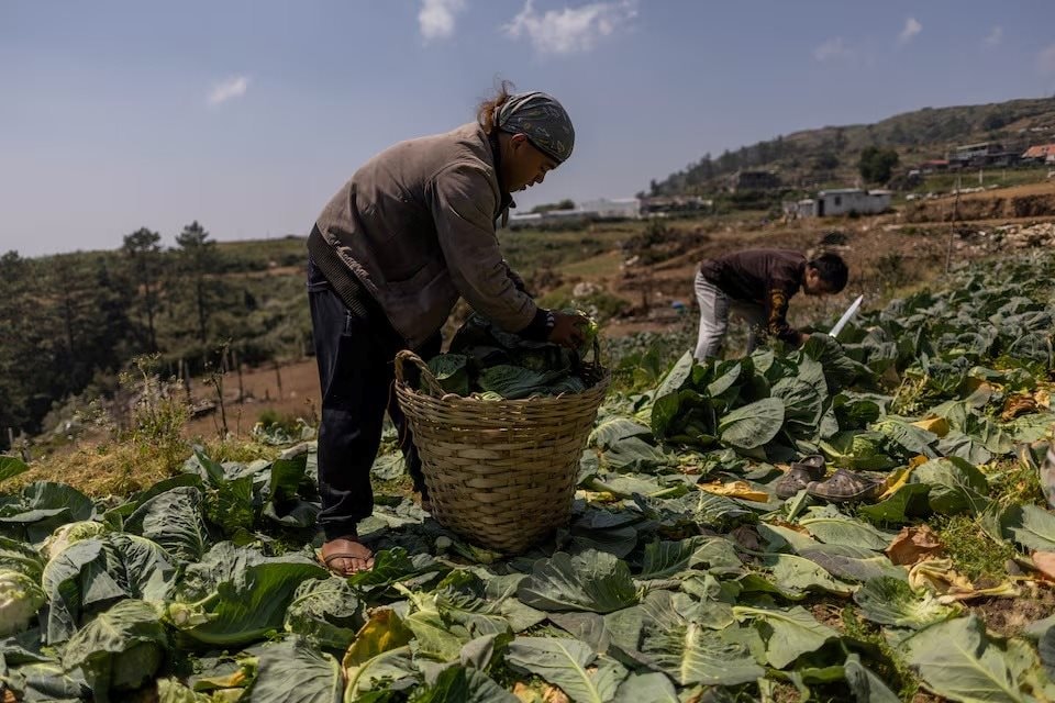 Nông dân ở quốc gia Đông Nam Á này bỏ mặc rau củ thối rữa trên đồng, nhìn túi tiền 'bốc hơi' theo giá dầu - Điều gì đang xảy ra? - Ảnh 3