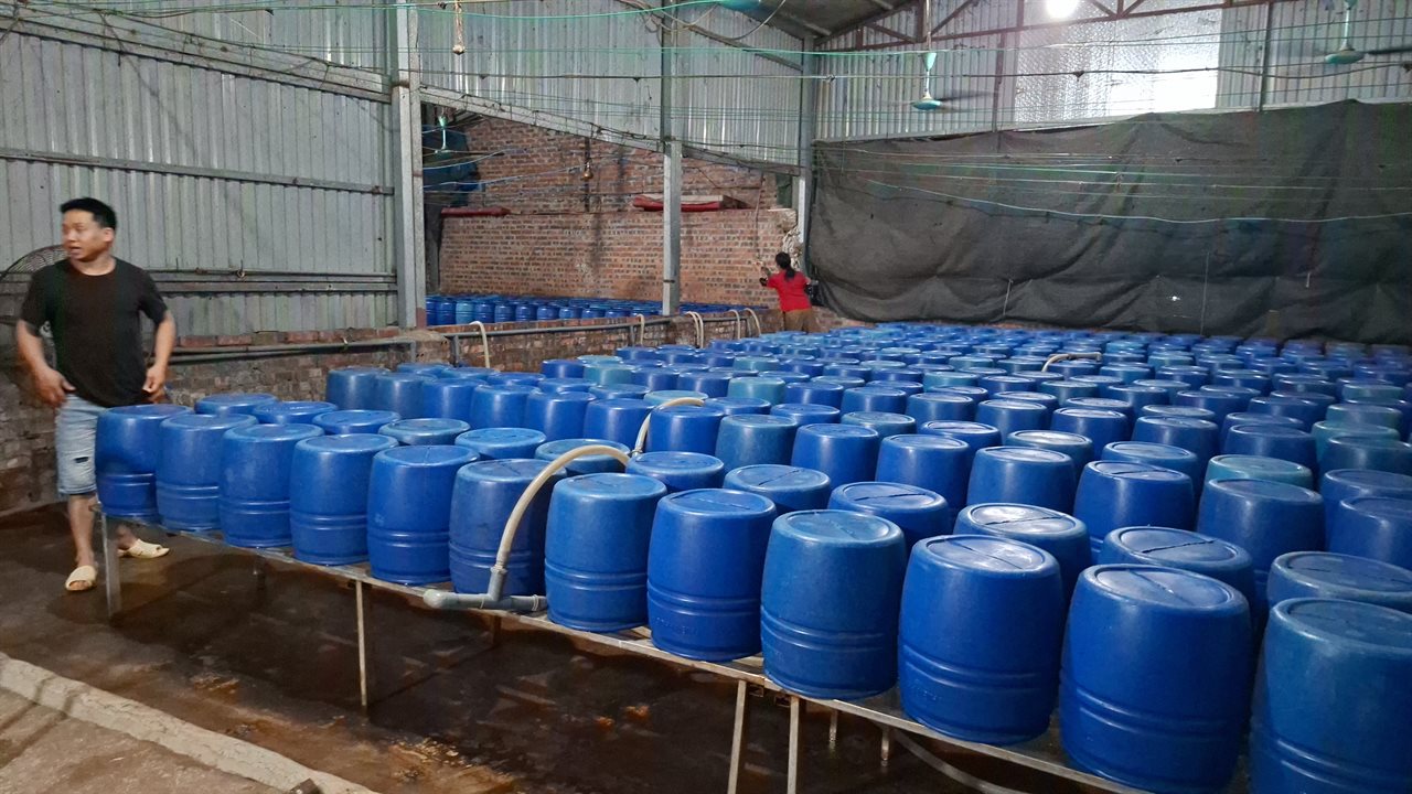 Cận cảnh bên trong cơ sở sản xuất hơn 500 tấn giá đỗ có sử dụng chất độc hại - Ảnh 6