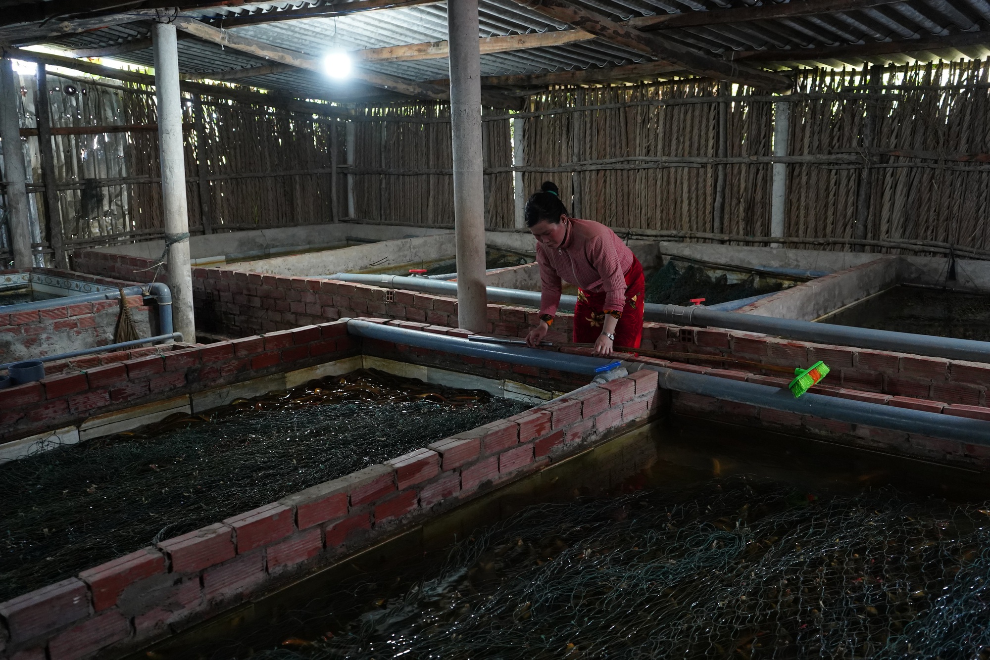 Cà Mau kêu gọi "giải cứu" lươn với giá 60.000 đồng/kg - Ảnh 2