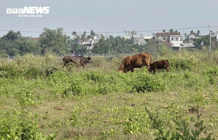 Công trình hơn 185 tỷ làm gần 1 thập kỷ không xong, thành nơi chăn thả bò - Ảnh 5
