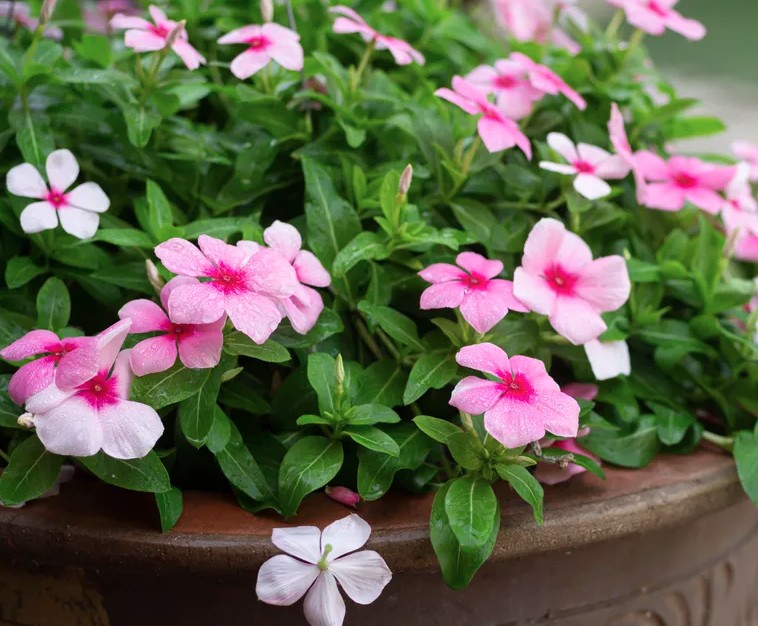 5 loại cây trồng trong chậu cực kỳ dễ sống - quên tưới cũng chẳng sao - Ảnh 5