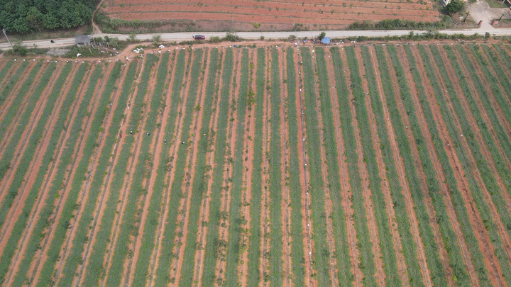 Giá dưới 3.000 đồng/kg, nông dân vựa dưa hấu lớn nhất Quảng Trị lỗ triền miên - Ảnh 1