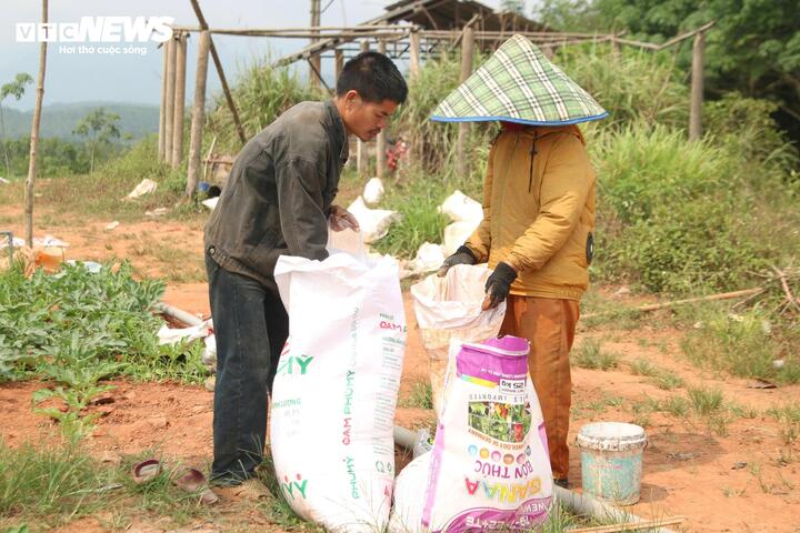 Giá dưới 3.000 đồng/kg, nông dân vựa dưa hấu lớn nhất Quảng Trị lỗ triền miên - Ảnh 3