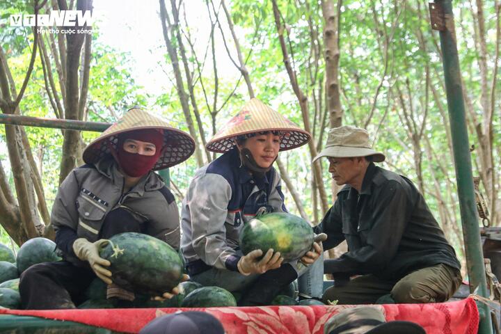 Giá dưới 3.000 đồng/kg, nông dân vựa dưa hấu lớn nhất Quảng Trị lỗ triền miên - Ảnh 5