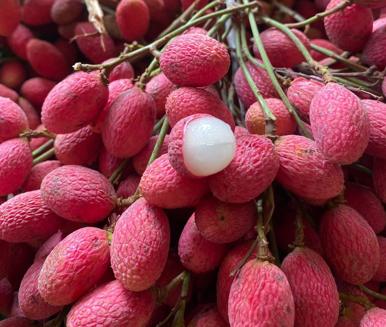 Thứ quả ‘chín đỏ rừng’ từng không ai hái: Nay bỗng thành đặc sản ‘nhà giàu’, giá 125.000 đồng/kg vẫn khó mua - Ảnh 2