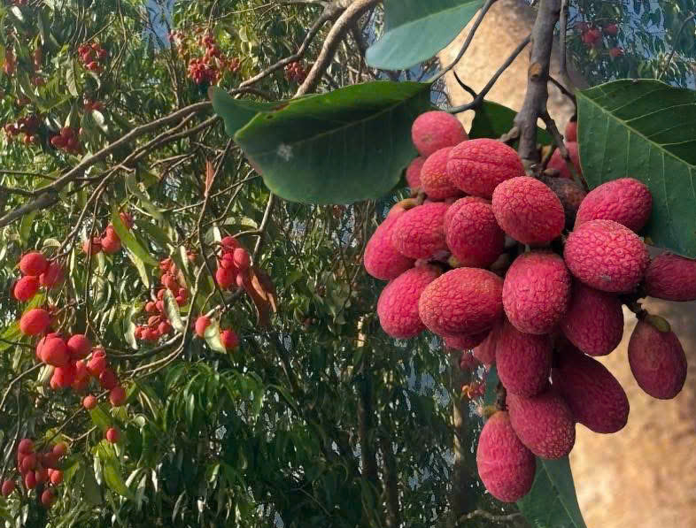 Thứ quả ‘chín đỏ rừng’ từng không ai hái: Nay bỗng thành đặc sản ‘nhà giàu’, giá 125.000 đồng/kg vẫn khó mua - Ảnh 1