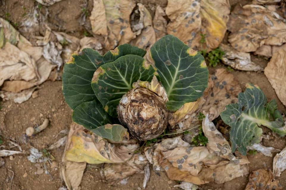 Nông dân ở quốc gia Đông Nam Á này bỏ mặc rau củ thối rữa trên đồng, nhìn túi tiền 'bốc hơi' theo giá dầu - Điều gì đang xảy ra? - Ảnh 2