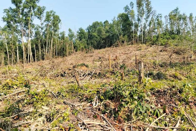 Nguyên giám đốc khai thác rừng trái phép, đơn vị quản lý “quên” báo cáo - Ảnh 1