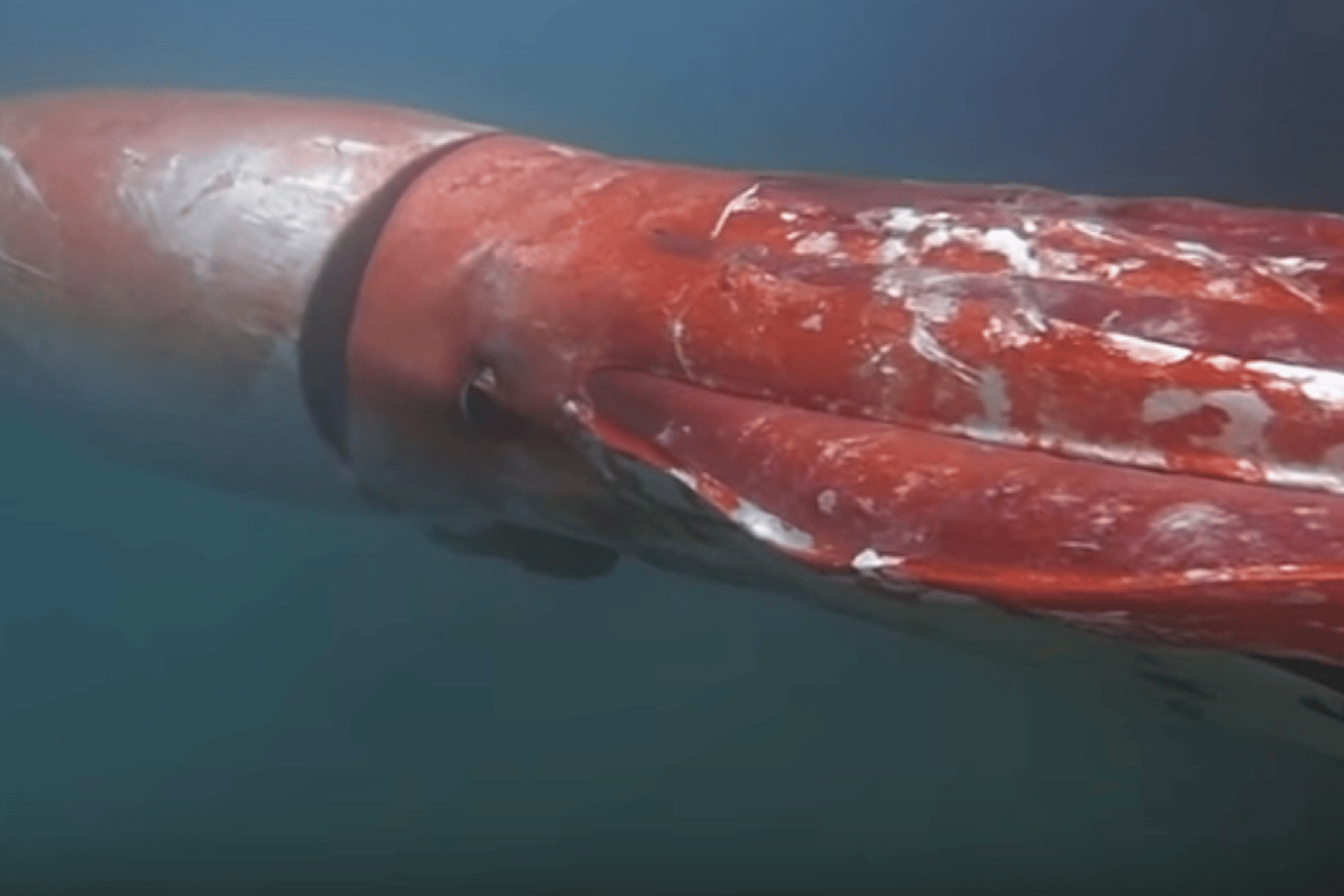 Ngư dân gây chấn động khi bắt gặp sinh vật hiếm khổng lồ vừa "tái xuất": Lần thứ 3 trong lịch sử nhân loại ghi lại được hình ảnh quý giá này - Ảnh 2