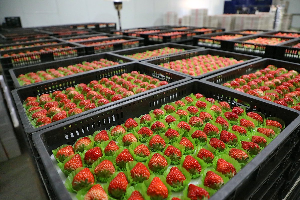 Rẻ hơn sầu riêng, một loại nông sản của Việt Nam bất ngờ xuất khẩu bùng nổ 2.000 lần ngay đầu năm - Ảnh 1