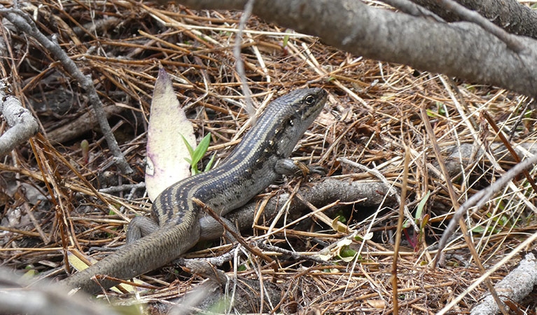 Phát hiện gây chấn động: “Kẻ ẩn mình” lộ diện trong sa mạc Australia, loài thằn lằn hiếm chỉ còn dưới 20 cá thể - Ảnh 3