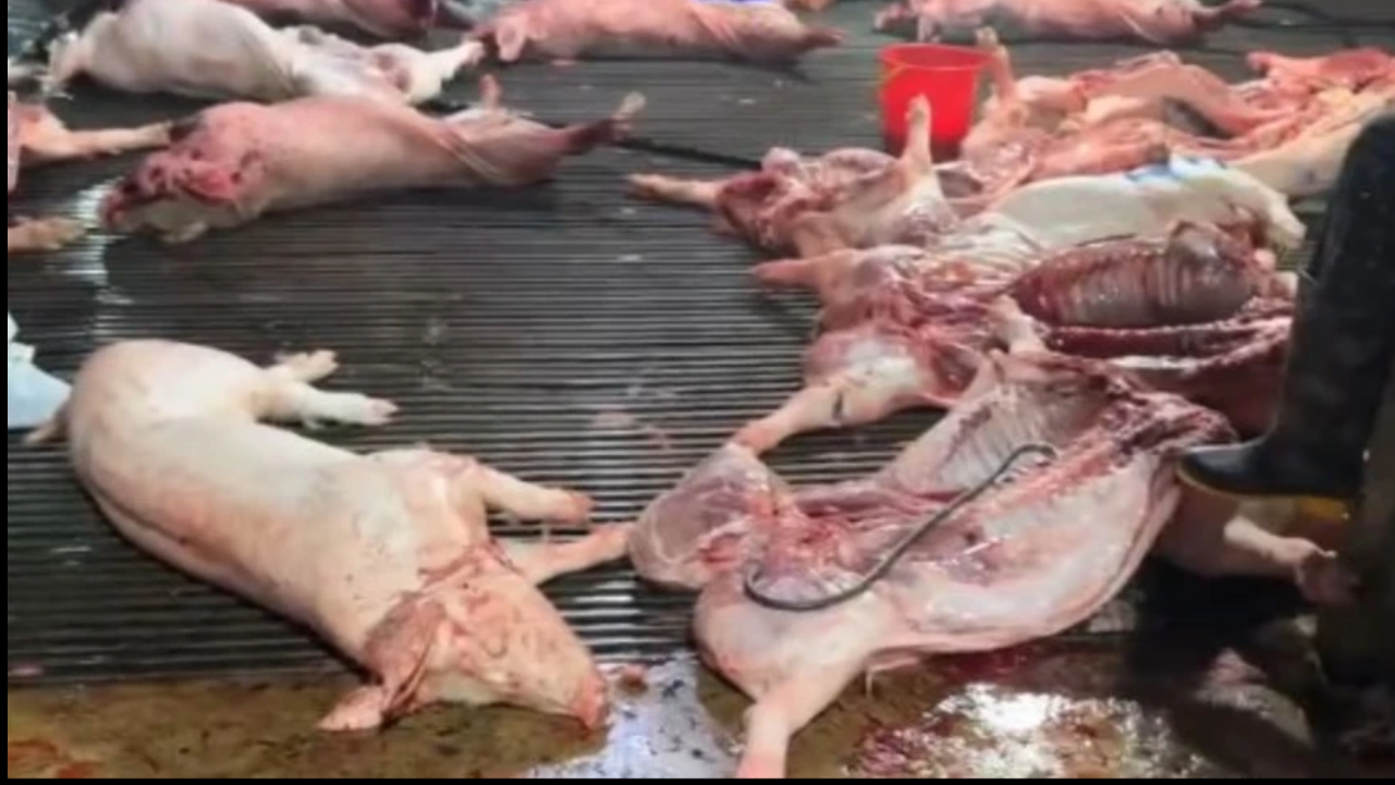 Vụ heo bệnh vào trường học: Công ty CP Dịch vụ suất ăn Công nghiệp Hà Nội nói mình là "nạn nhân" - Ảnh 1