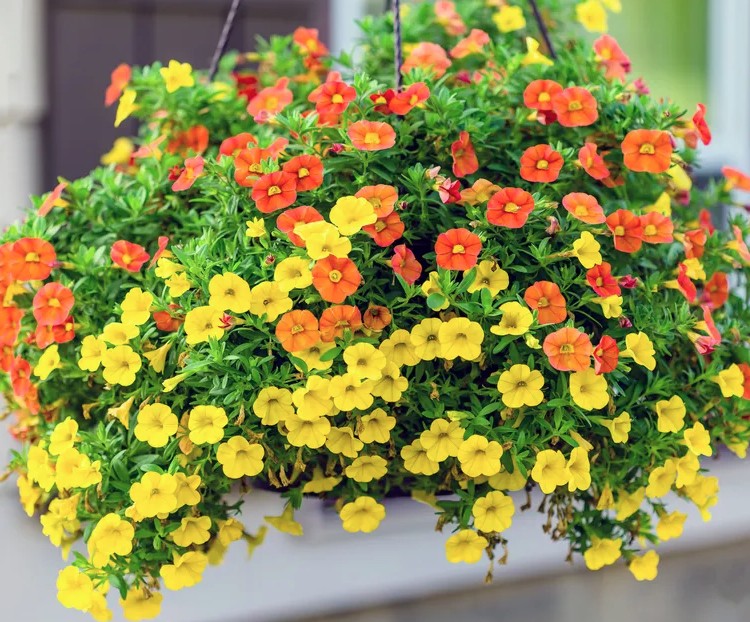 5 loại cây trồng trong chậu cực kỳ dễ sống - quên tưới cũng chẳng sao - Ảnh 4