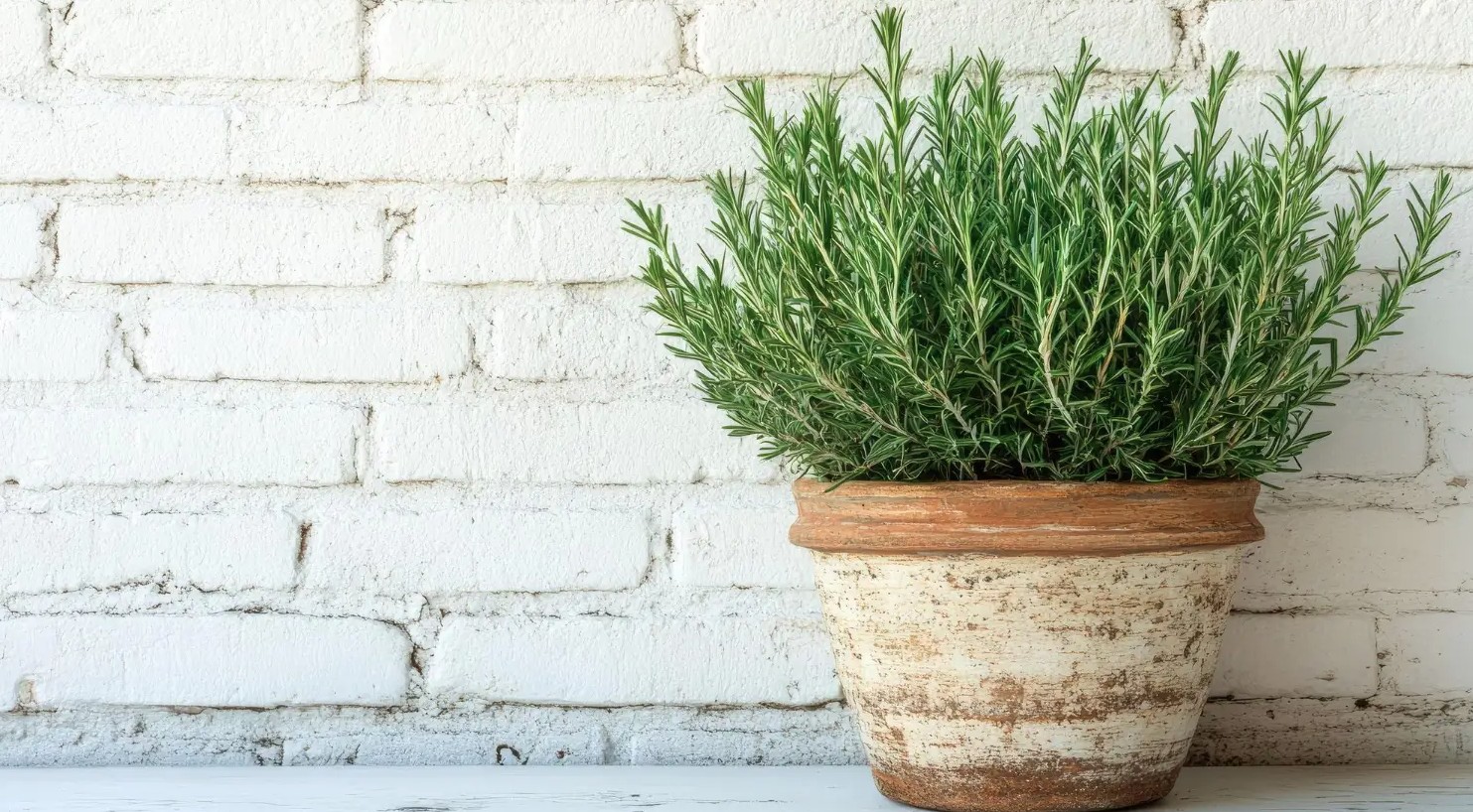 3 loại cây tuổi 40 rất cần - Ảnh 3