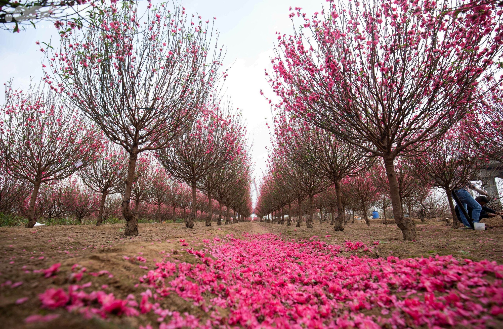Đại chỉnh trang Hồ Tây: Cần 'nhạc trưởng' đủ tầm, sự tham gia của cộng đồng - Ảnh 10