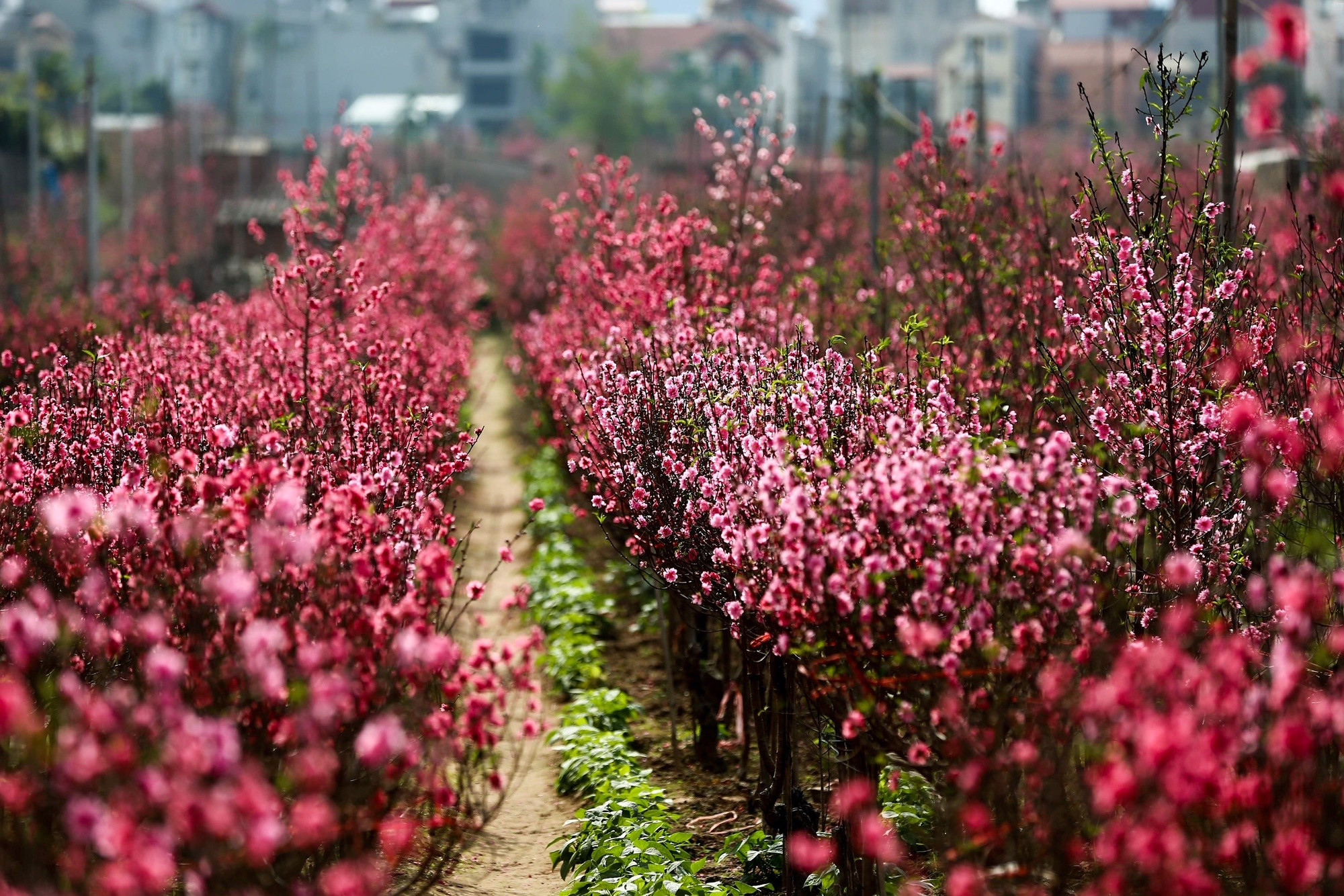 Đại chỉnh trang Hồ Tây: Cần 'nhạc trưởng' đủ tầm, sự tham gia của cộng đồng - Ảnh 9