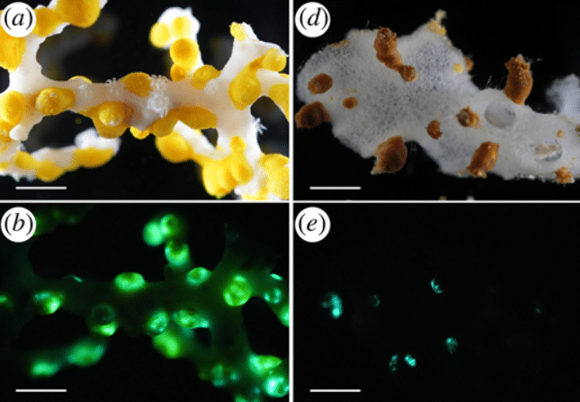 Sâu 385 mét trong một hang động ở đáy biển Nhật Bản, một chớp sáng xanh bí ẩn đã hé lộ điều "chưa từng biết trước đây" - Ảnh 2