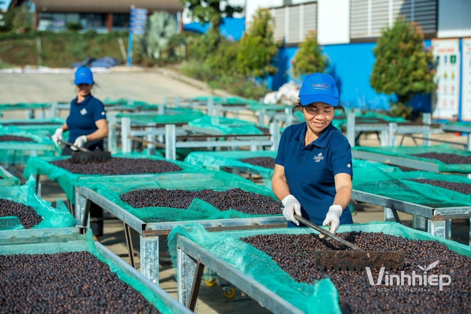 "Đại gia" Gia Lai muốn vượt bầu Đức, trồng 24.000ha cà phê lớn nhất thế giới là ai? - Ảnh 1