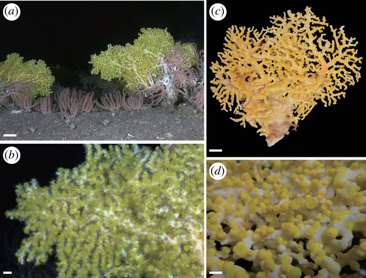 Sâu 385 mét trong một hang động ở đáy biển Nhật Bản, một chớp sáng xanh bí ẩn đã hé lộ điều "chưa từng biết trước đây" - Ảnh 3