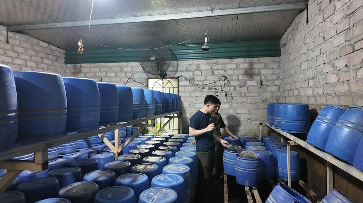 Đột kích xưởng sản xuất giá đỗ sử dụng chất cấm tại Quảng Ninh, thu giữ 4 tấn hàng - Ảnh 2