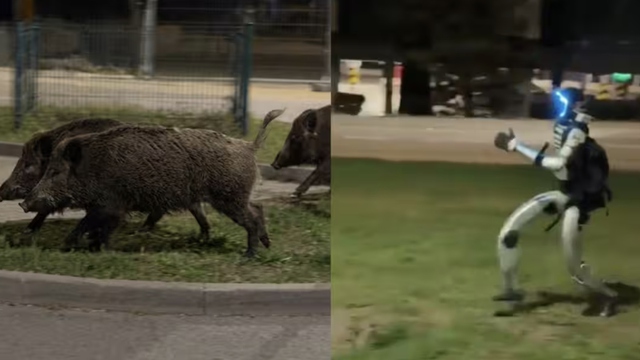 Robot hình người truy đuổi lợn rừng gây sốt mạng xã hội, phía sau là chiến dịch marketing gây tranh cãi toàn cầu - Ảnh 2