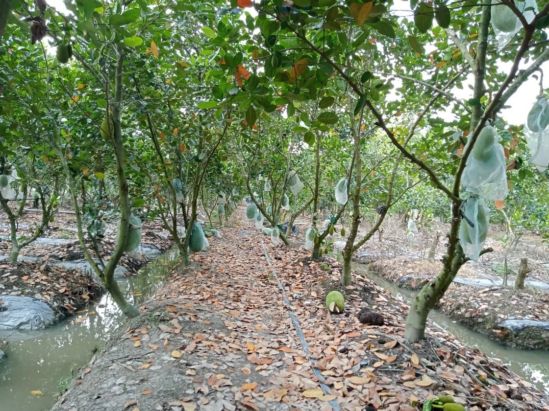 Trở tay không kịp vì giá mít 'lên đỉnh, xuống đáy' - Ảnh 8