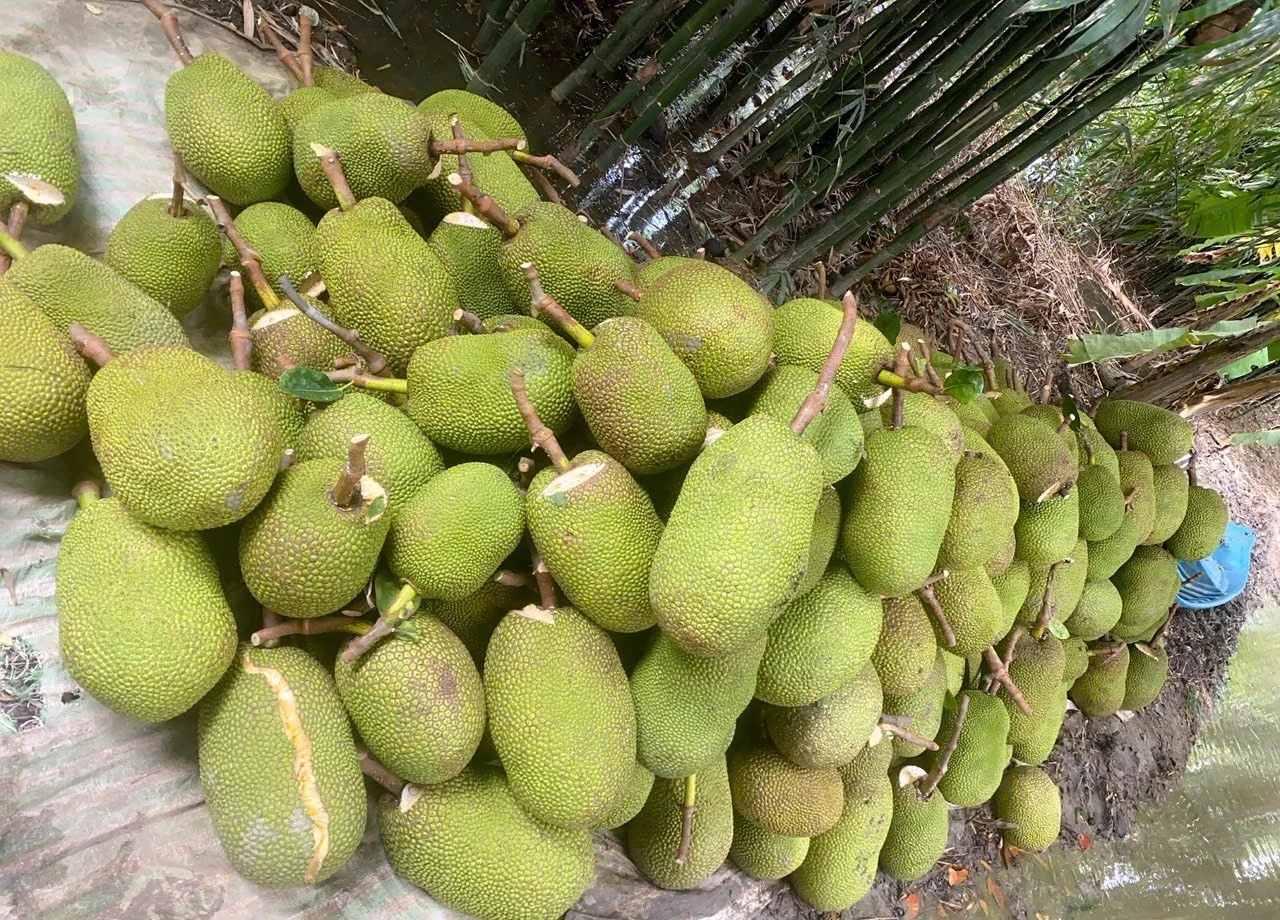 Trở tay không kịp vì giá mít 'lên đỉnh, xuống đáy' - Ảnh 7