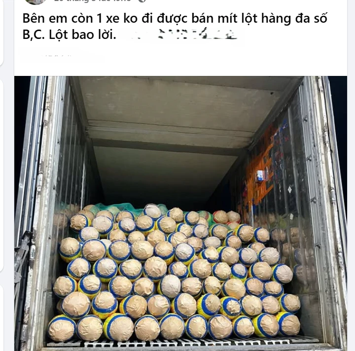 Trở tay không kịp vì giá mít 'lên đỉnh, xuống đáy' - Ảnh 2