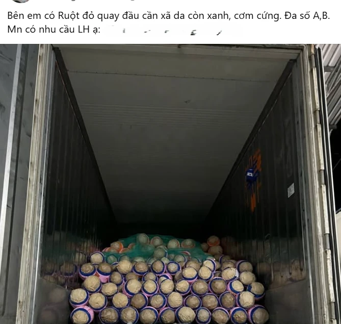 Trở tay không kịp vì giá mít 'lên đỉnh, xuống đáy' - Ảnh 3