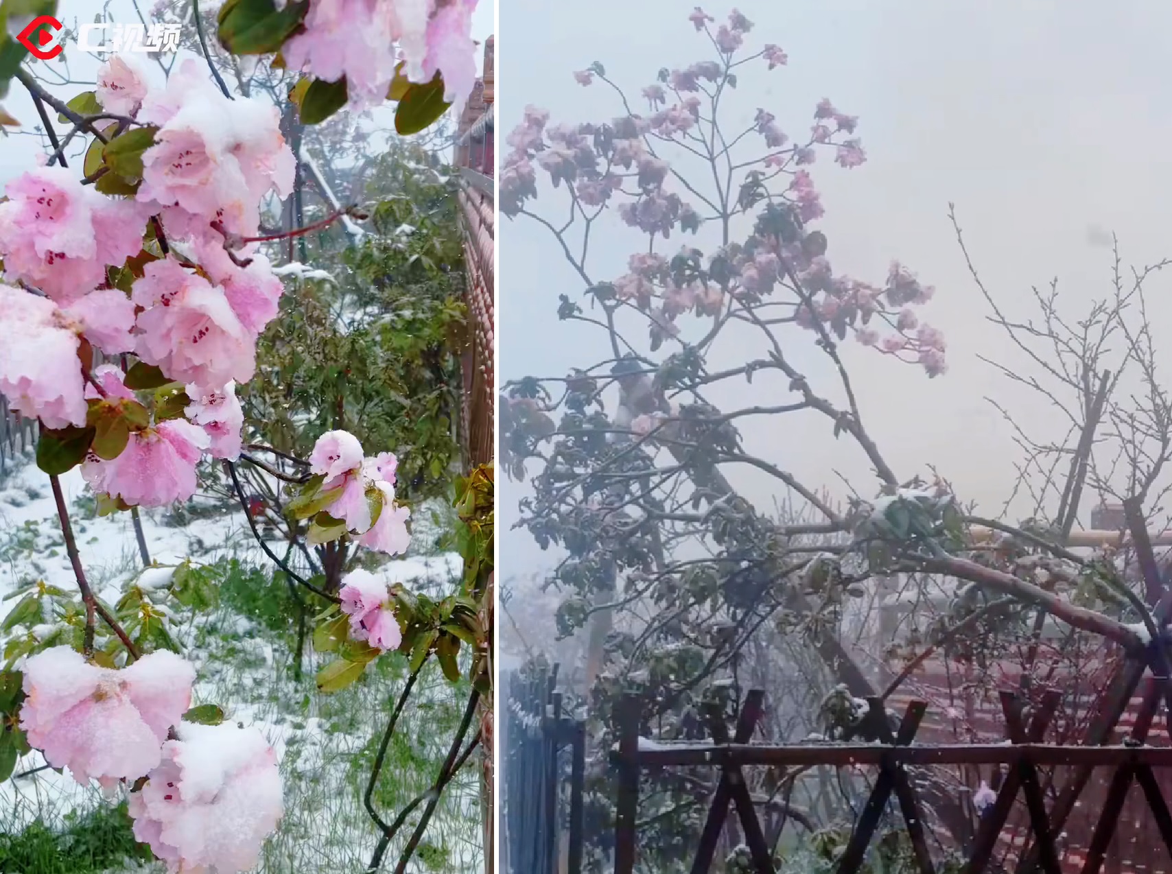 Thời tiết cực đoan hiếm thấy ở Trung Quốc: Sắp vào hè, tuyết bất ngờ rơi dày nhiều nơi - Ảnh 5