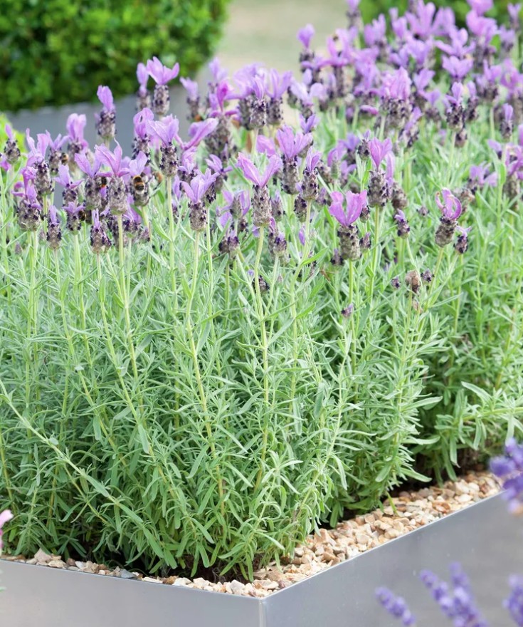 5 loại cây trồng trong chậu cực kỳ dễ sống - quên tưới cũng chẳng sao - Ảnh 2