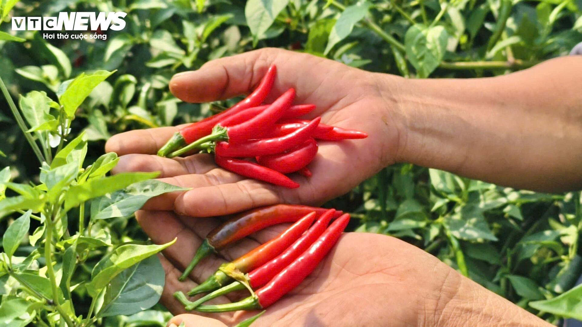 Giá ớt rớt thê thảm, nông dân Quảng Ngãi điêu đứng - Ảnh 5