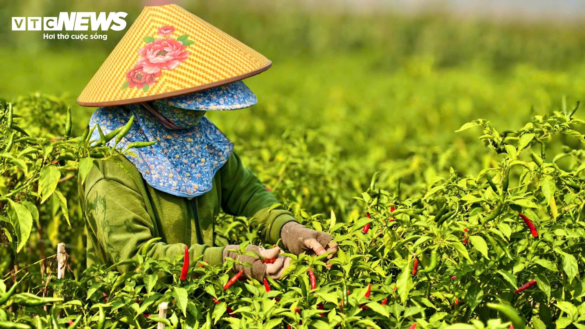 Giá ớt rớt thê thảm, nông dân Quảng Ngãi điêu đứng - Ảnh 3