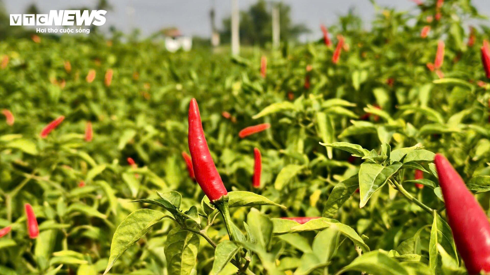 Giá ớt rớt thê thảm, nông dân Quảng Ngãi điêu đứng - Ảnh 2