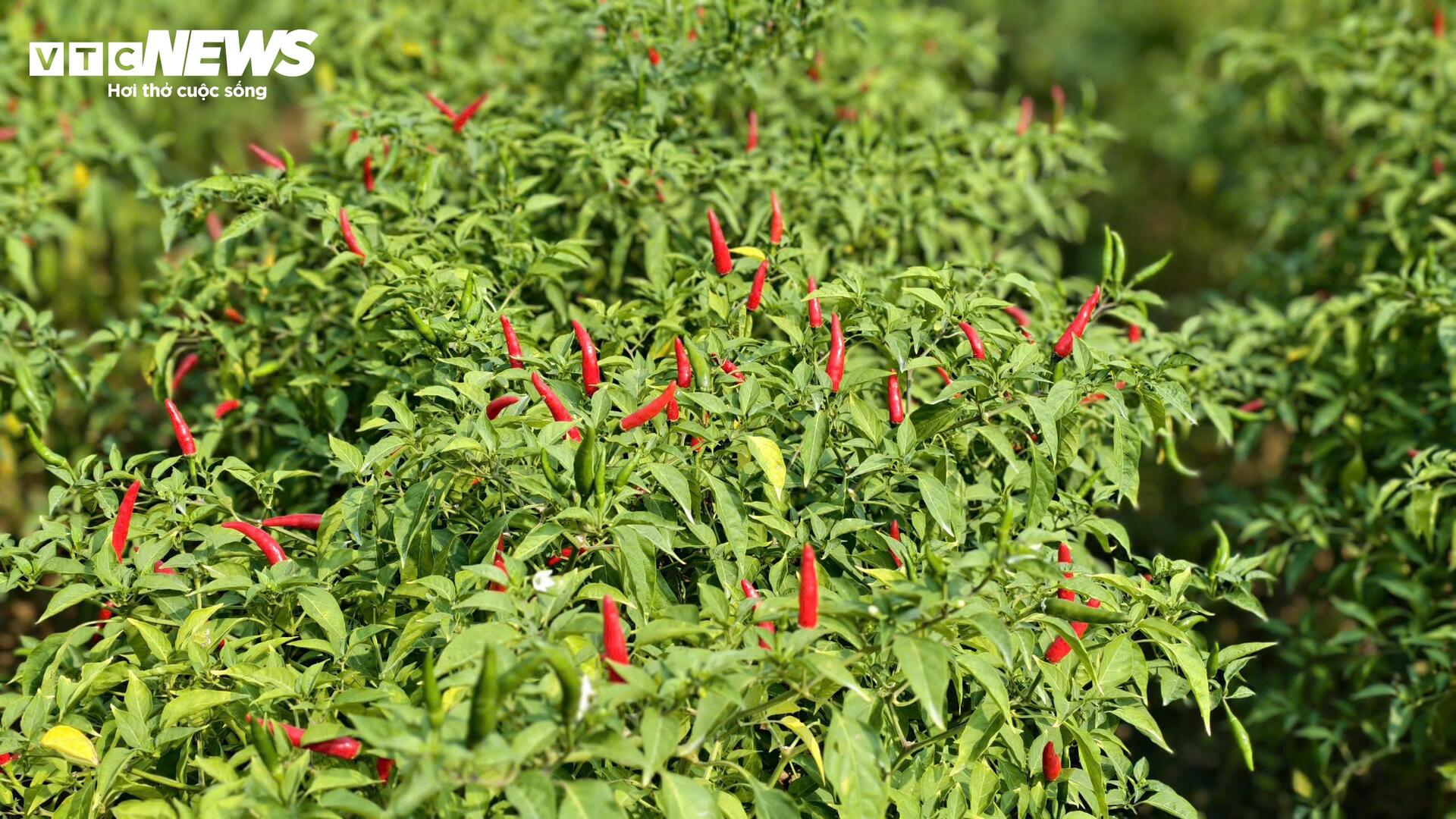 Giá ớt rớt thê thảm, nông dân Quảng Ngãi điêu đứng - Ảnh 4