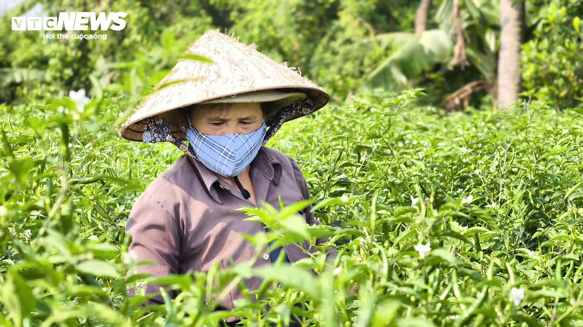 Giá ớt rớt thê thảm, nông dân Quảng Ngãi điêu đứng - Ảnh 1