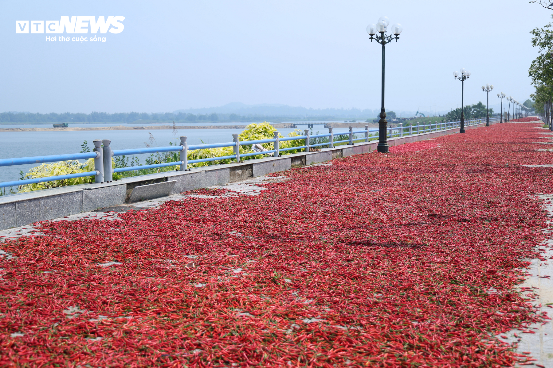 Giá ớt rớt thê thảm, nông dân Quảng Ngãi điêu đứng - Ảnh 8