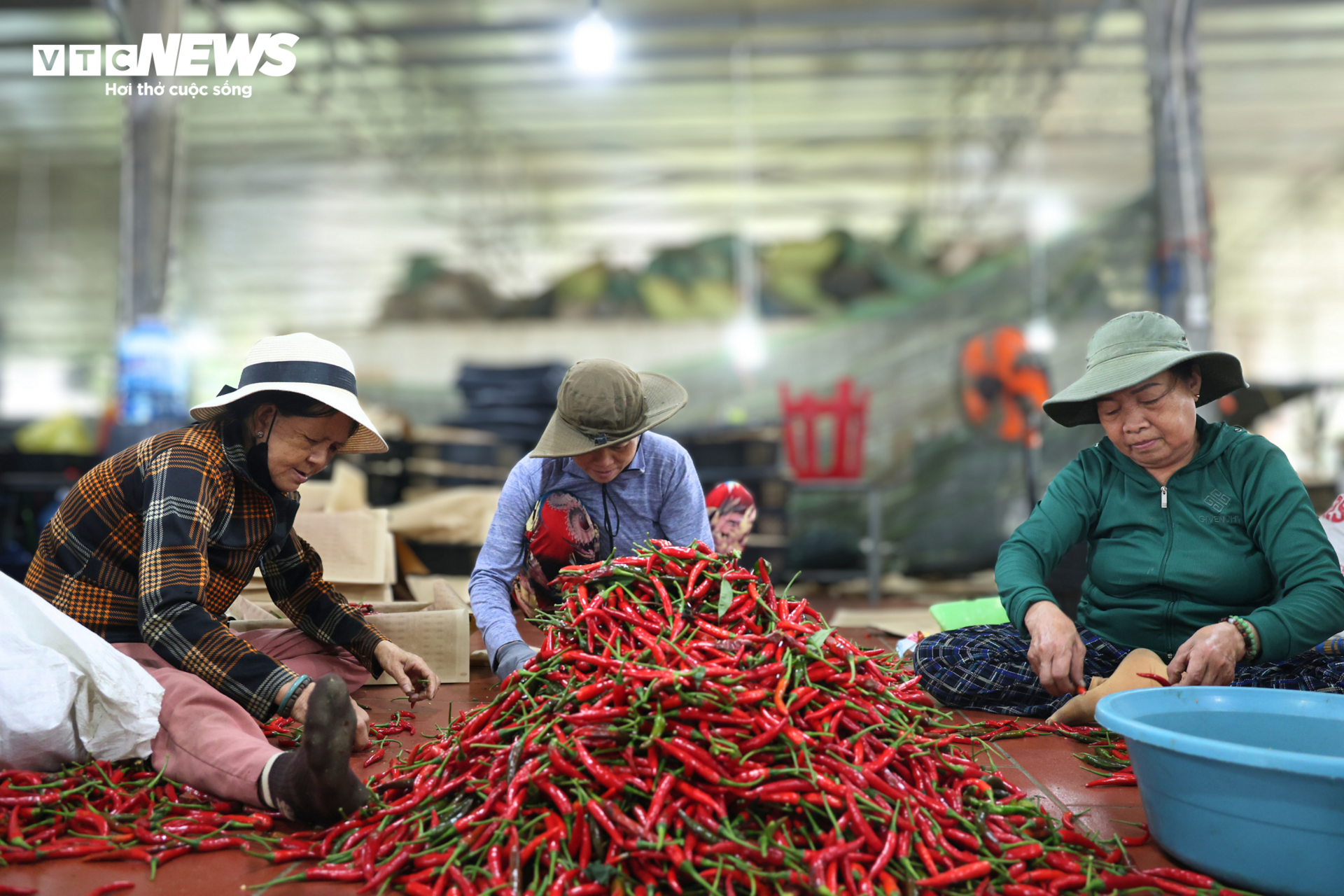 Giá ớt rớt thê thảm, nông dân Quảng Ngãi điêu đứng - Ảnh 6