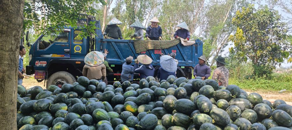 Dưa hấu được mùa, nông dân thấp thỏm tìm đầu ra - Ảnh 4