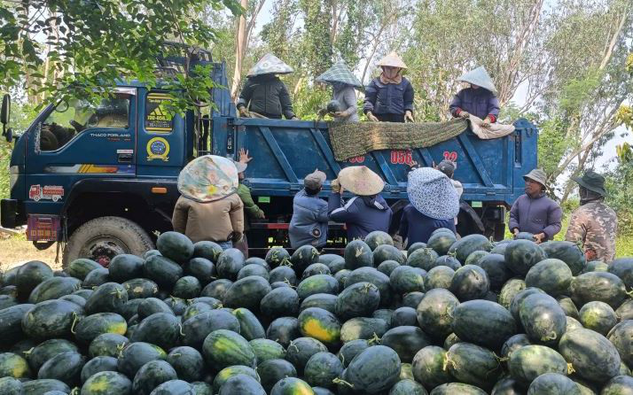 Dưa hấu được mùa, nông dân thấp thỏm tìm đầu ra - Ảnh 1