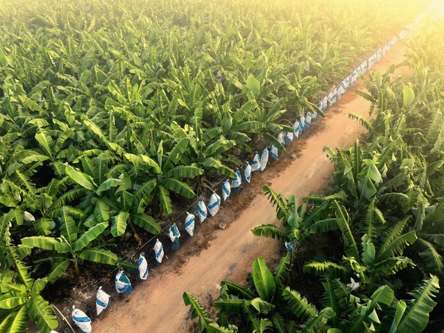 AgriS (SBT) mở rộng động lực tăng trưởng, các mảng ngoài đường đóng góp tích cực trong Quý 3 - Ảnh 2