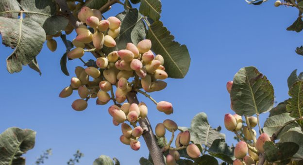 Đắt hơn sầu riêng, Việt Nam thu hàng trăm triệu USD từ loại quả không tự trồng được, giá lập đỉnh 8 năm vì xung đột Iran - Ảnh 1